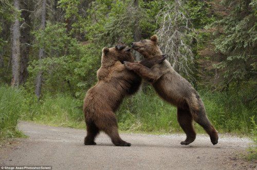棕熊vs灰熊真实视频
